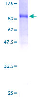 PDE9A Protein - 12.5% SDS-PAGE of human PDE9A stained with Coomassie Blue