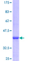 PDE9A Protein - 12.5% SDS-PAGE Stained with Coomassie Blue.