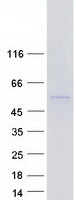 PDE9A Protein - Purified recombinant protein PDE9A was analyzed by SDS-PAGE gel and Coomassie Blue Staining