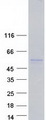 PDE9A Protein - Purified recombinant protein PDE9A was analyzed by SDS-PAGE gel and Coomassie Blue Staining