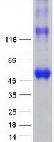 PDE9A Protein - Purified recombinant protein PDE9A was analyzed by SDS-PAGE gel and Coomassie Blue Staining