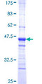 PDEF / SPDEF Protein - 12.5% SDS-PAGE Stained with Coomassie Blue.