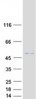 PDEF / SPDEF Protein - Purified recombinant protein SPDEF was analyzed by SDS-PAGE gel and Coomassie Blue Staining