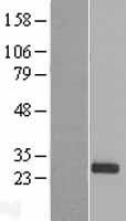 PDF / PLAB Protein - Western validation with an anti-DDK antibody * L: Control HEK293 lysate R: Over-expression lysate