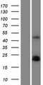 PDGF-AA Protein - Western validation with an anti-DDK antibody * L: Control HEK293 lysate R: Over-expression lysate