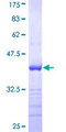 PDGF-AA Protein - 12.5% SDS-PAGE Stained with Coomassie Blue.