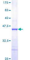 PDGF-BB Protein - 12.5% SDS-PAGE Stained with Coomassie Blue.
