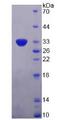 PDGF-BB Protein - Recombinant Platelet Derived Growth Factor Subunit B By SDS-PAGE
