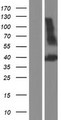PDGF-CC Protein - Western validation with an anti-DDK antibody * L: Control HEK293 lysate R: Over-expression lysate