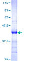 PDGF-CC Protein - 12.5% SDS-PAGE Stained with Coomassie Blue.