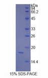 PDGF-CC Protein - Recombinant Platelet Derived Growth Factor C By SDS-PAGE