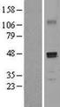 PDGF-D Protein - Western validation with an anti-DDK antibody * L: Control HEK293 lysate R: Over-expression lysate