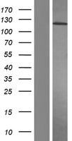 PDGFRA / PDGFR Alpha Protein - Western validation with an anti-DDK antibody * L: Control HEK293 lysate R: Over-expression lysate