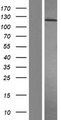 PDGFRA / PDGFR Alpha Protein - Western validation with an anti-DDK antibody * L: Control HEK293 lysate R: Over-expression lysate