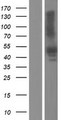 PDHA1 / PDH E1 Alpha Protein - Western validation with an anti-DDK antibody * L: Control HEK293 lysate R: Over-expression lysate