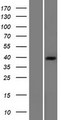 PDHB Protein - Western validation with an anti-DDK antibody * L: Control HEK293 lysate R: Over-expression lysate