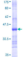 PDHX / Protein X / ProX Protein - 12.5% SDS-PAGE Stained with Coomassie Blue.