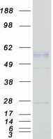 PDHX / Protein X / ProX Protein - Purified recombinant protein PDHX was analyzed by SDS-PAGE gel and Coomassie Blue Staining