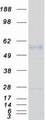 PDHX / Protein X / ProX Protein - Purified recombinant protein PDHX was analyzed by SDS-PAGE gel and Coomassie Blue Staining