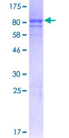 PDI / P4HB Protein - 12.5% SDS-PAGE of human P4HB stained with Coomassie Blue