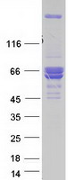 PDIA2 Protein - Purified recombinant protein PDIA2 was analyzed by SDS-PAGE gel and Coomassie Blue Staining