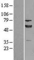 PDIA3 / ERp57 Protein - Western validation with an anti-DDK antibody * L: Control HEK293 lysate R: Over-expression lysate