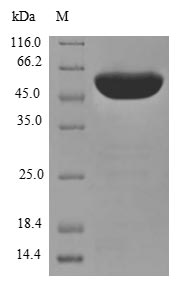 PDIA3 / ERp57 Protein - (Tris-Glycine gel) Discontinuous SDS-PAGE (reduced) with 5% enrichment gel and 15% separation gel.