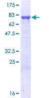 PDIA3 / ERp57 Protein - 12.5% SDS-PAGE of human PDIA3 stained with Coomassie Blue