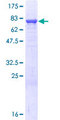 PDIA3 / ERp57 Protein - 12.5% SDS-PAGE of human PDIA3 stained with Coomassie Blue