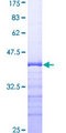 PDIA3 / ERp57 Protein - 12.5% SDS-PAGE Stained with Coomassie Blue.
