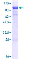 PDIA4 / ERP72 Protein - 12.5% SDS-PAGE of human PDIA4 stained with Coomassie Blue