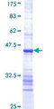PDIA4 / ERP72 Protein - 12.5% SDS-PAGE Stained with Coomassie Blue.