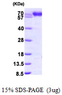 PDIA4 / ERP72 Protein