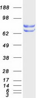 PDIA4 / ERP72 Protein - Purified recombinant protein PDIA4 was analyzed by SDS-PAGE gel and Coomassie Blue Staining