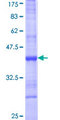 PDIA5 / PDIR Protein - 12.5% SDS-PAGE Stained with Coomassie Blue.