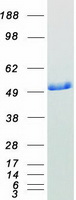 PDIA6 / ERP5 Protein - Purified recombinant protein PDIA6 was analyzed by SDS-PAGE gel and Coomassie Blue Staining