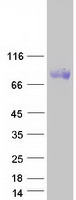 PDILT Protein - Purified recombinant protein PDILT was analyzed by SDS-PAGE gel and Coomassie Blue Staining