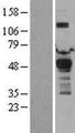 PDK1 Protein - Western validation with an anti-DDK antibody * L: Control HEK293 lysate R: Over-expression lysate