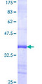PDK1 Protein - 12.5% SDS-PAGE Stained with Coomassie Blue.
