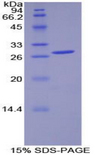 PDK1 Protein - Recombinant Pyruvate Dehydrogenase Kinase Isozyme 1 By SDS-PAGE