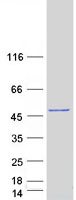 PDK1 Protein - Purified recombinant protein PDK1 was analyzed by SDS-PAGE gel and Coomassie Blue Staining