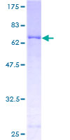 PDK2 Protein - 12.5% SDS-PAGE of human PDK2 stained with Coomassie Blue