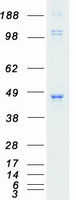 PDK2 Protein - Purified recombinant protein PDK2 was analyzed by SDS-PAGE gel and Coomassie Blue Staining