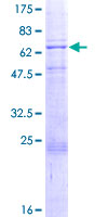 PDK3 Protein - 12.5% SDS-PAGE of human PDK3 stained with Coomassie Blue