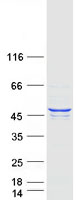 PDK3 Protein - Purified recombinant protein PDK3 was analyzed by SDS-PAGE gel and Coomassie Blue Staining