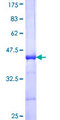 PDK4 Protein - 12.5% SDS-PAGE Stained with Coomassie Blue.