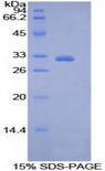 PDK4 Protein - Recombinant Pyruvate Dehydrogenase Kinase Isozyme 4 By SDS-PAGE
