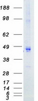 PDK4 Protein - Purified recombinant protein PDK4 was analyzed by SDS-PAGE gel and Coomassie Blue Staining
