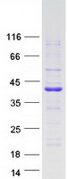 PDLIM4 / RIL Protein - Purified recombinant protein PDLIM4 was analyzed by SDS-PAGE gel and Coomassie Blue Staining