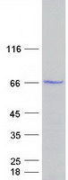 PDLIM5 / LIM Protein - Purified recombinant protein PDLIM5 was analyzed by SDS-PAGE gel and Coomassie Blue Staining